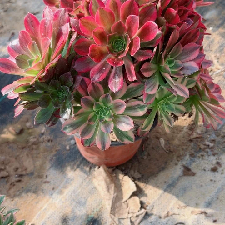 986安娜多肉植物