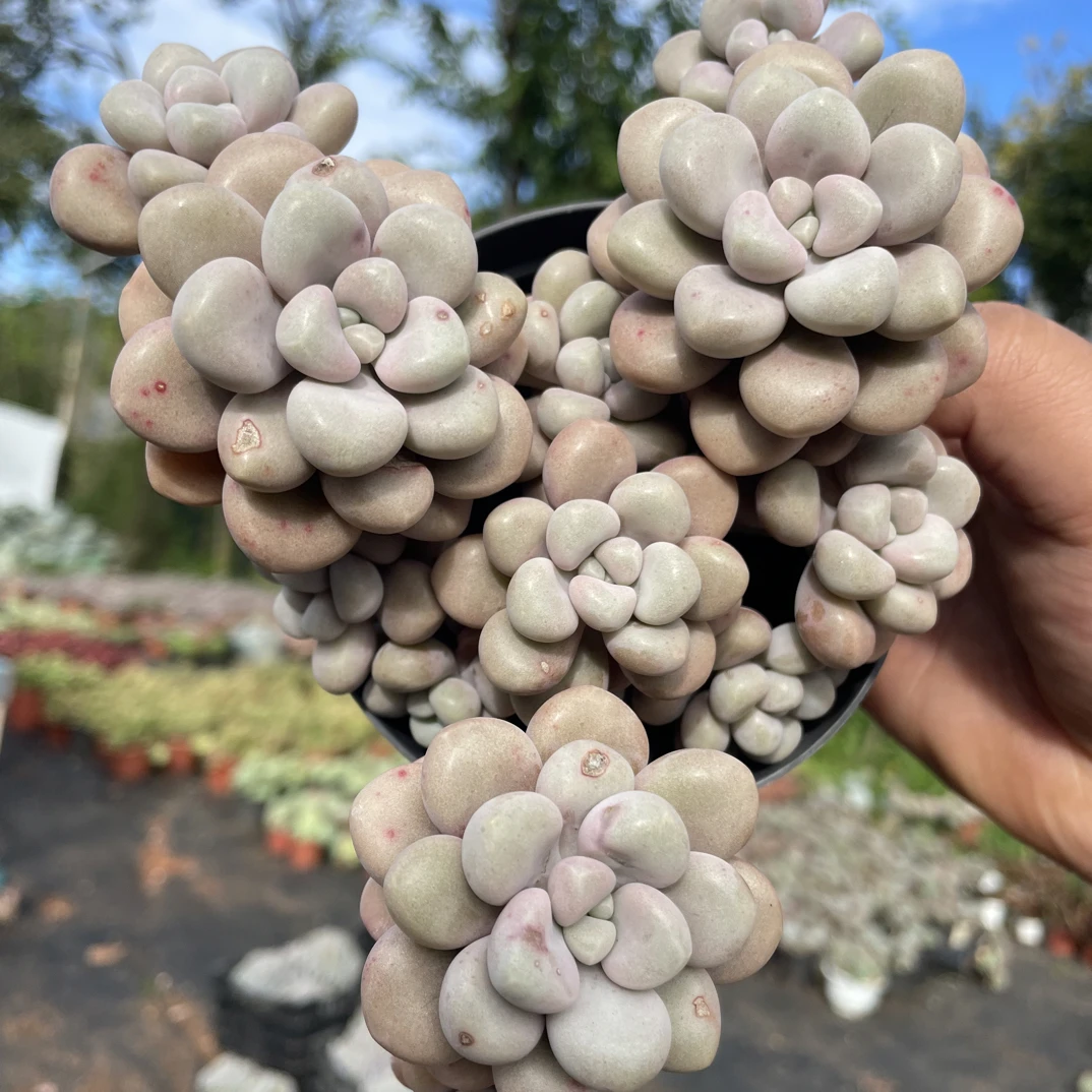 精品多肉  丸叶艾伦