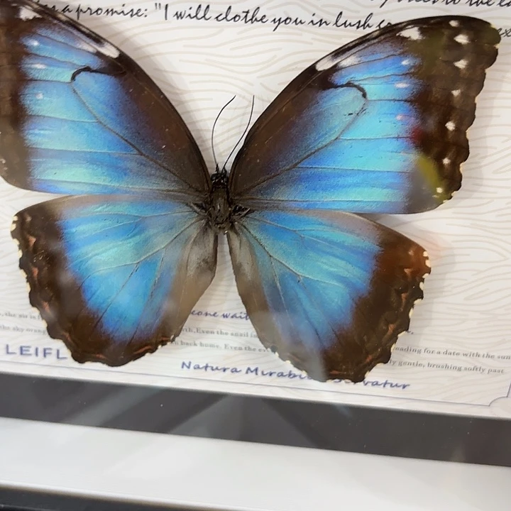 黑***护蝴蝶标本定制458@