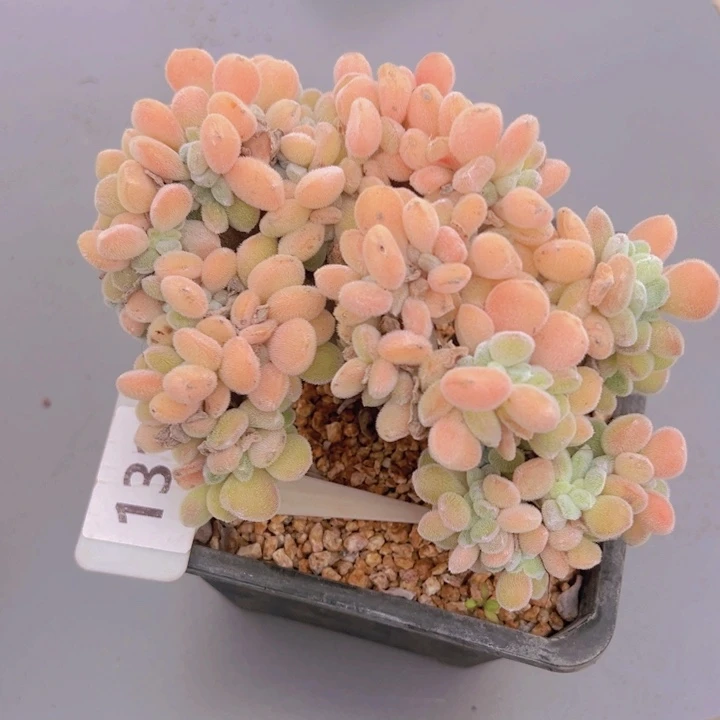 健健康康平平安安