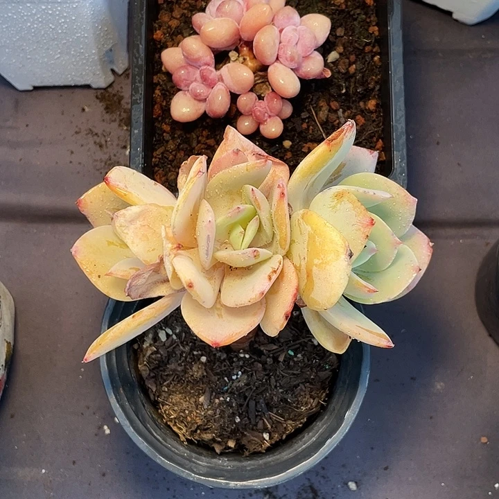 毛***毛多肉植物粉兔白凤发货