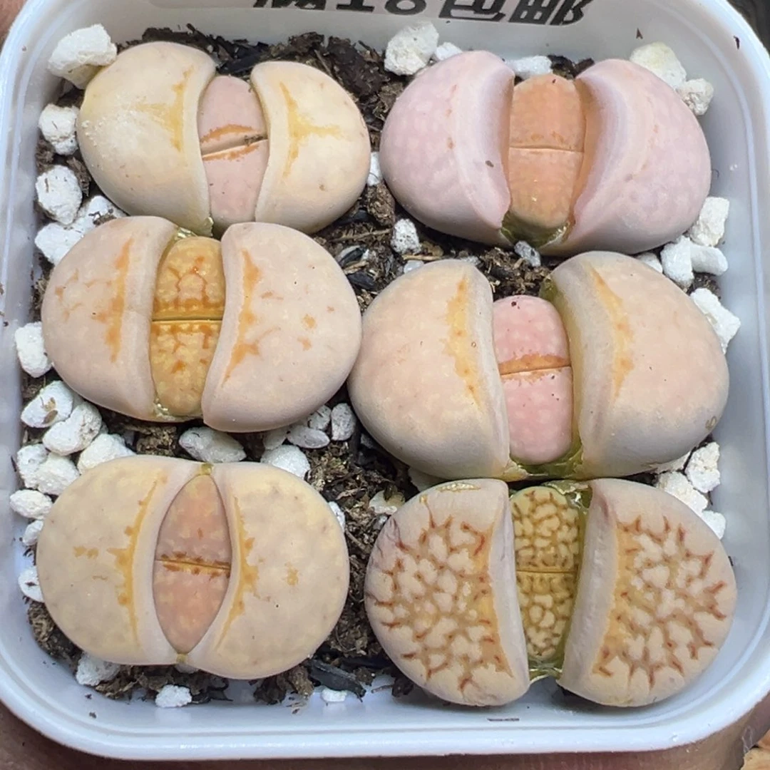 【闪购商品】 212。