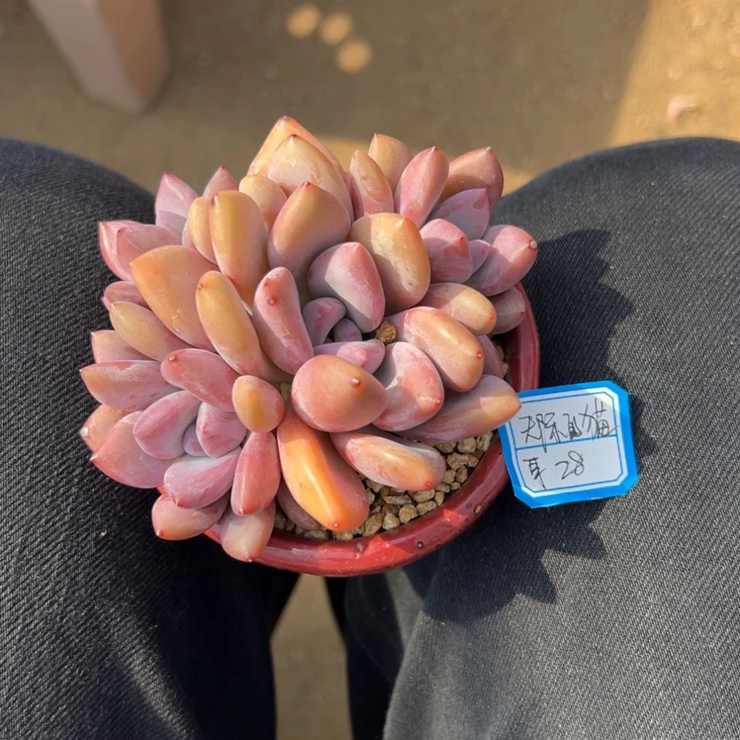 天***耳1111111111111111点了