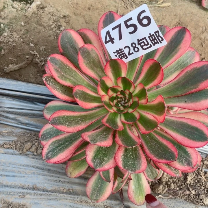 4756二号棚初恋多肉A