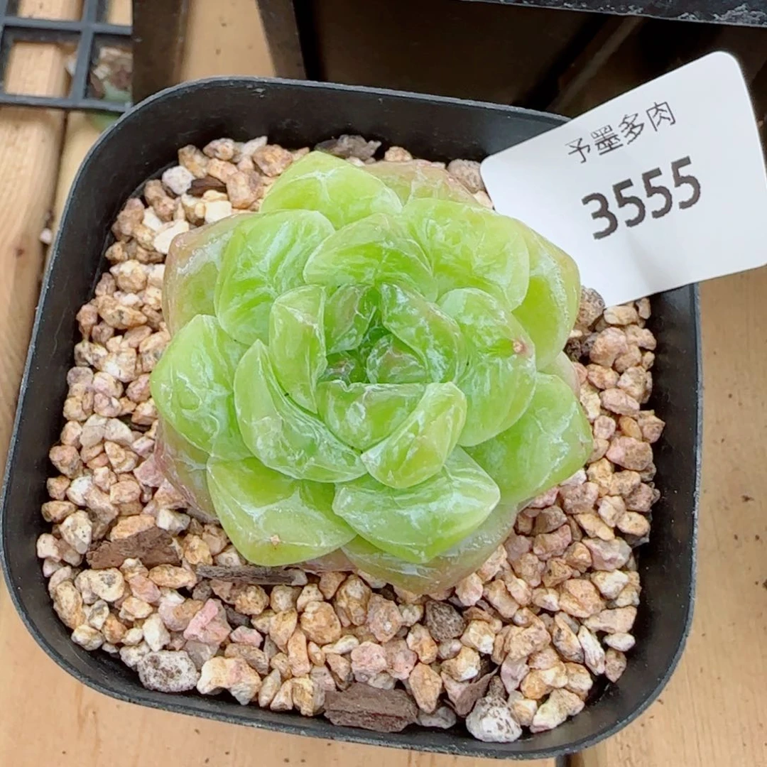 珍妮石化，3555多肉植物