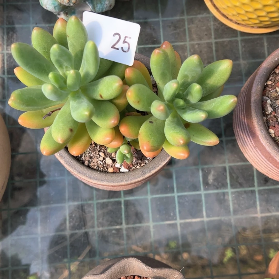 【闪购商品】小叶芒果。25。 111111111