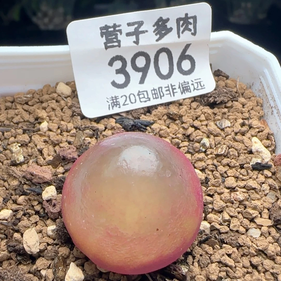 灯泡2.3带盆土。