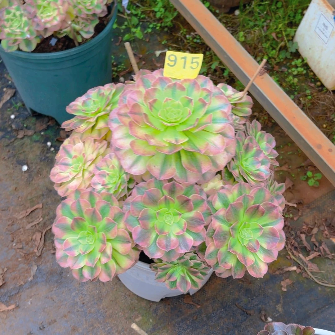 915 1234567 雨荷