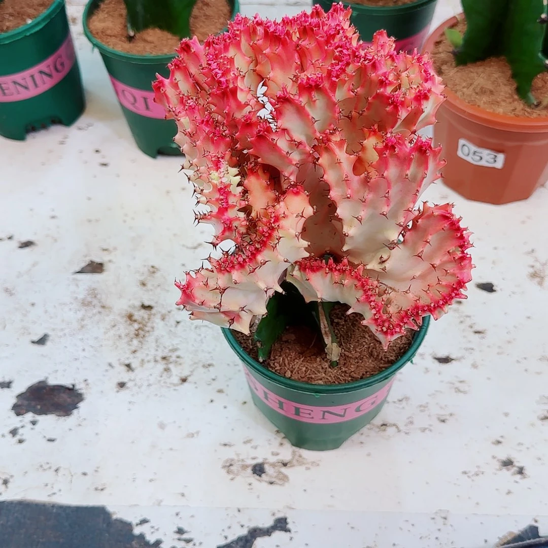 一物一拍粉黛麒麟