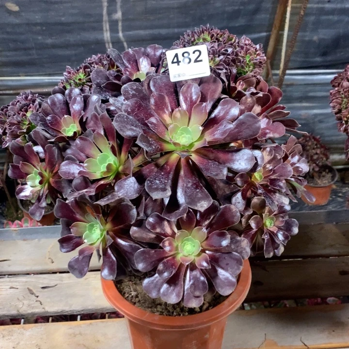 482欧紫缀多肉法师