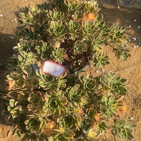 多肉植物甜茶72号