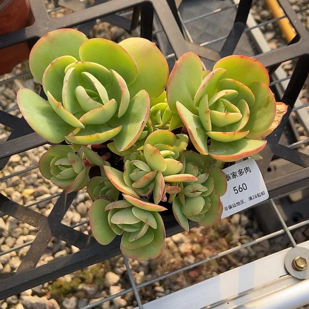 金泰家多肉，560碧桃