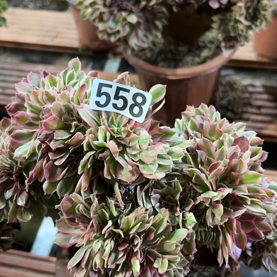 行***远多肉植物一类女巫558