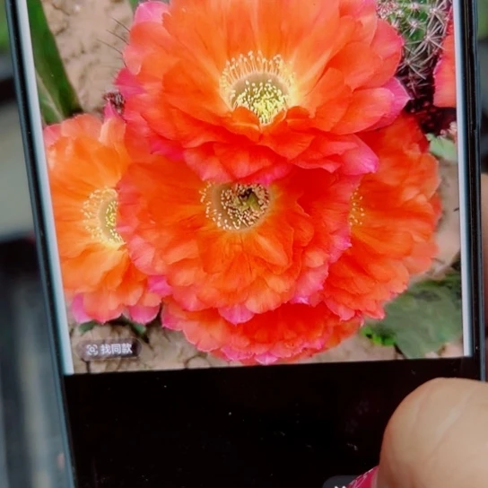 下19丽花鲜橙多歪无根侧芽3公分左右20包邮