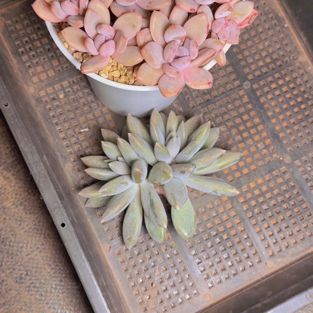 丫*?丫头发货11111111111111