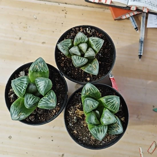 三颗物质喷泉多肉植物