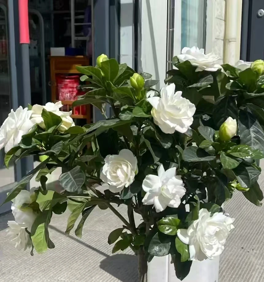 栀子花棒棒糖盆栽种植花园庭院阳台室外新手易养护观赏植物