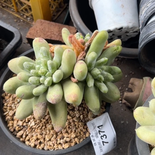 皖***y谢谢宝～一物一拍7371