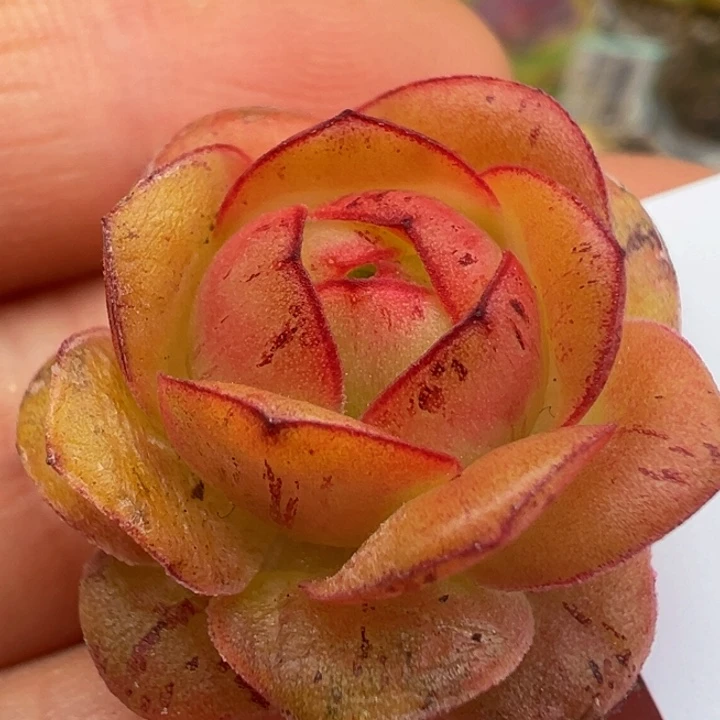 虎毛x清欢x各种 88福利 t761