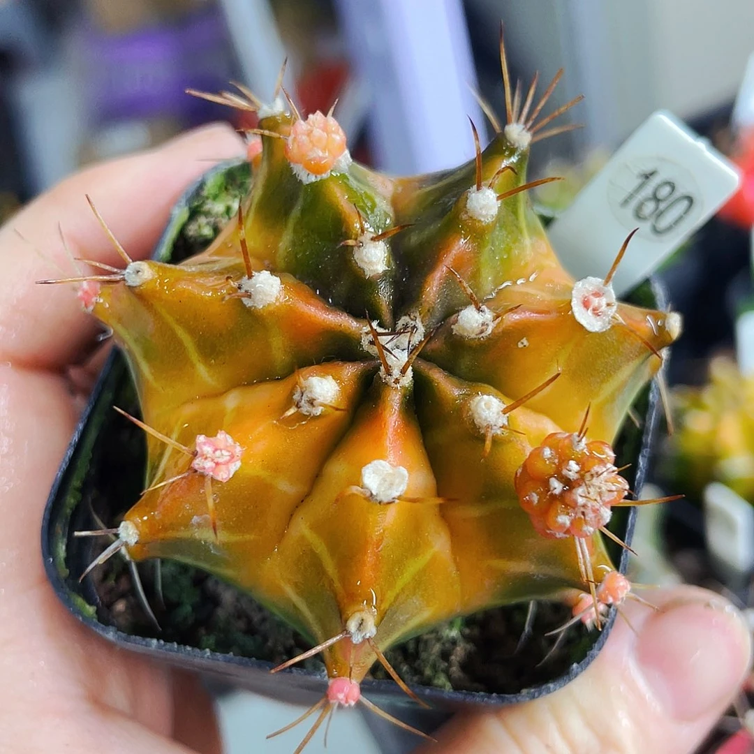 非偏远地区满25包邮仙人球