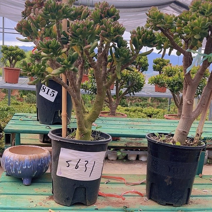 5631号招财猫不带盆一物一拍