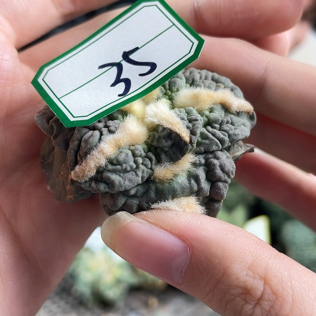35号自根福利怒涛牡丹