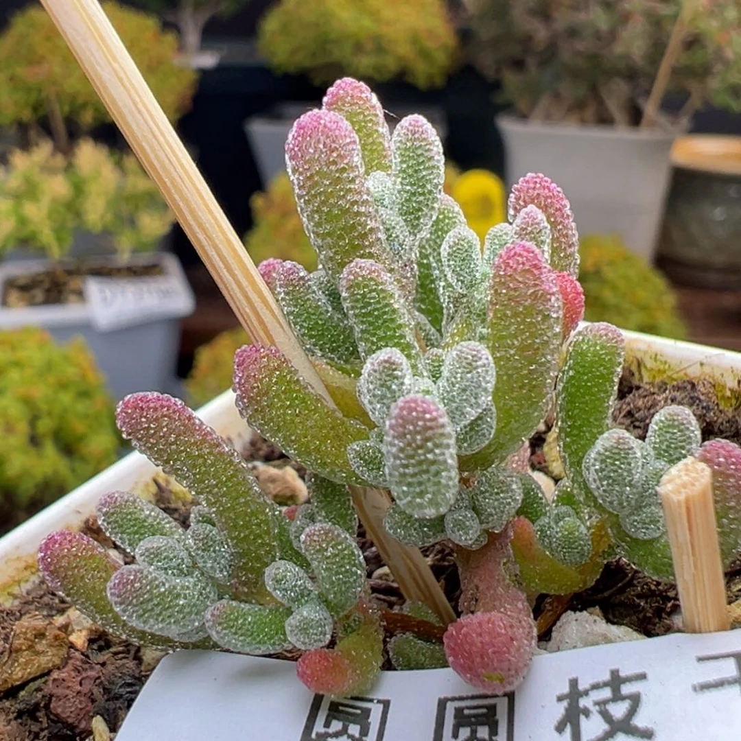 捡漏dy3688实生冰晶杂冠幅3.5cm