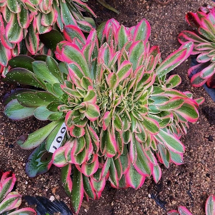 007女神多肉缀化多肉植物处理不售后