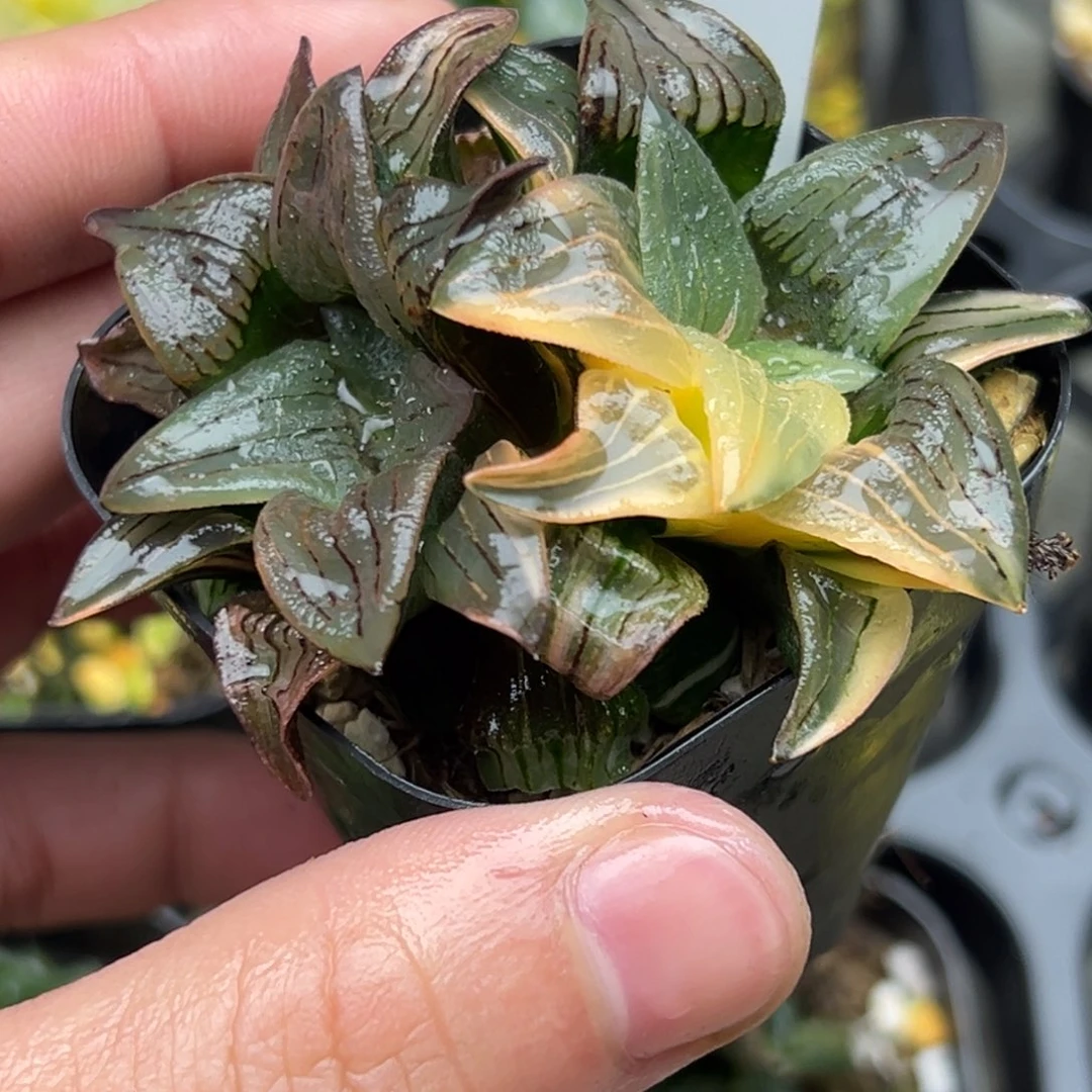 42红纹寿锦一物一拍