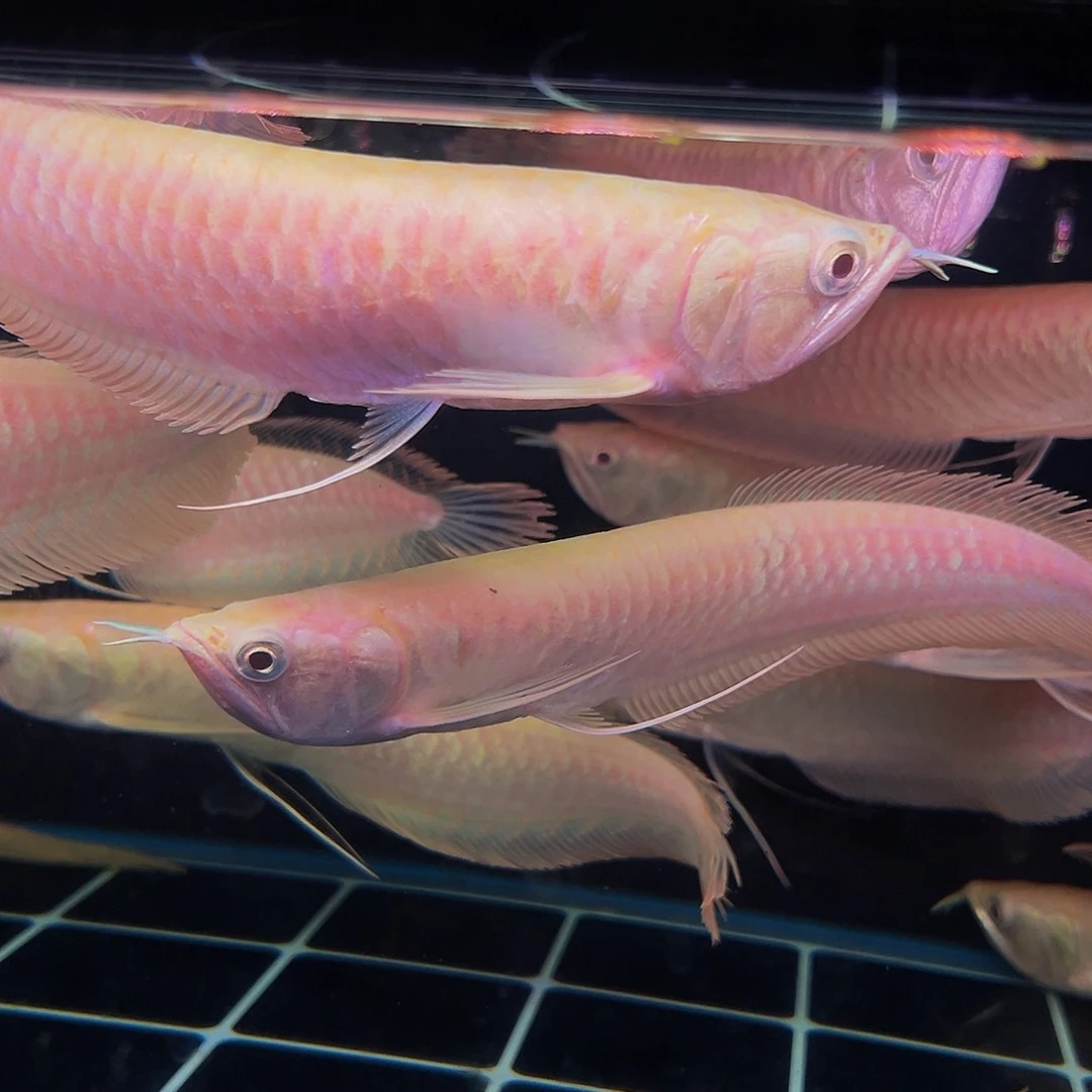 龙鱼海****）黄话银龙28.29