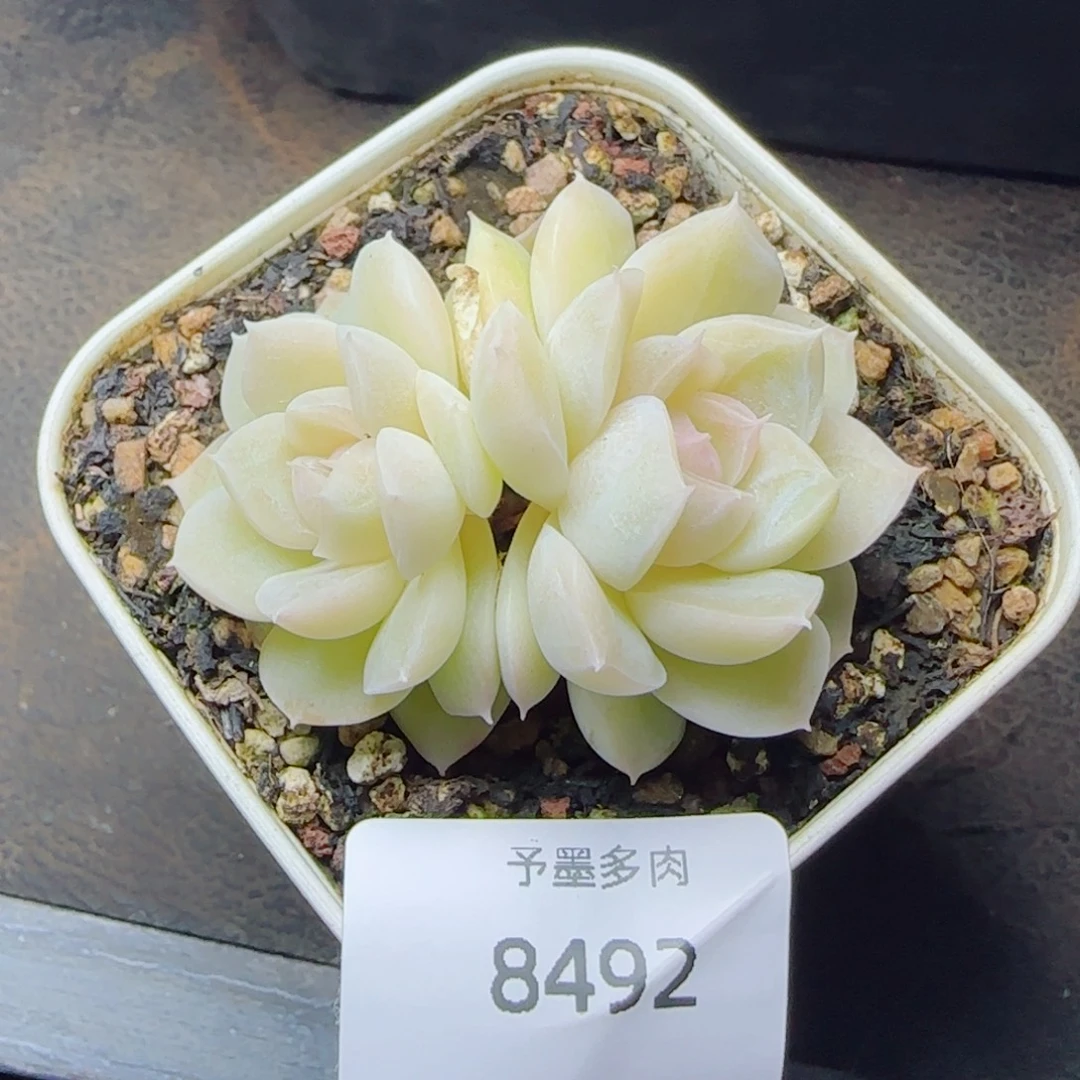孤月珍妮，8492多肉植物