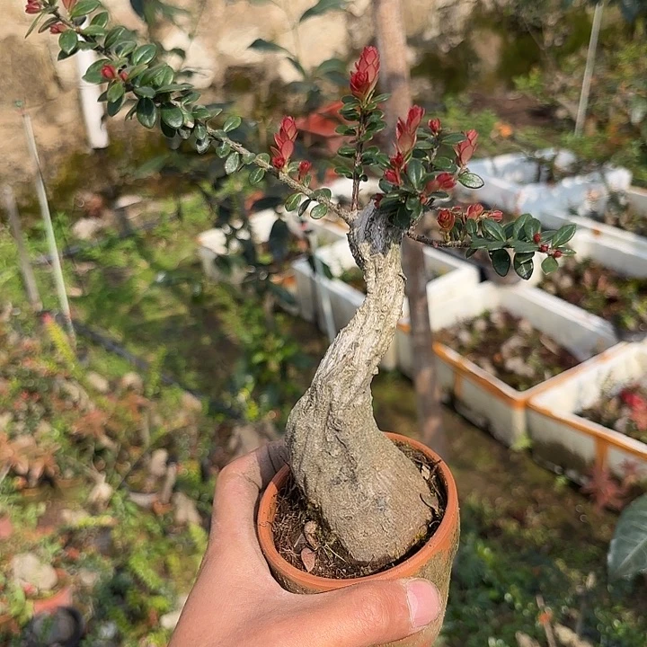 我们的目标是成为一个