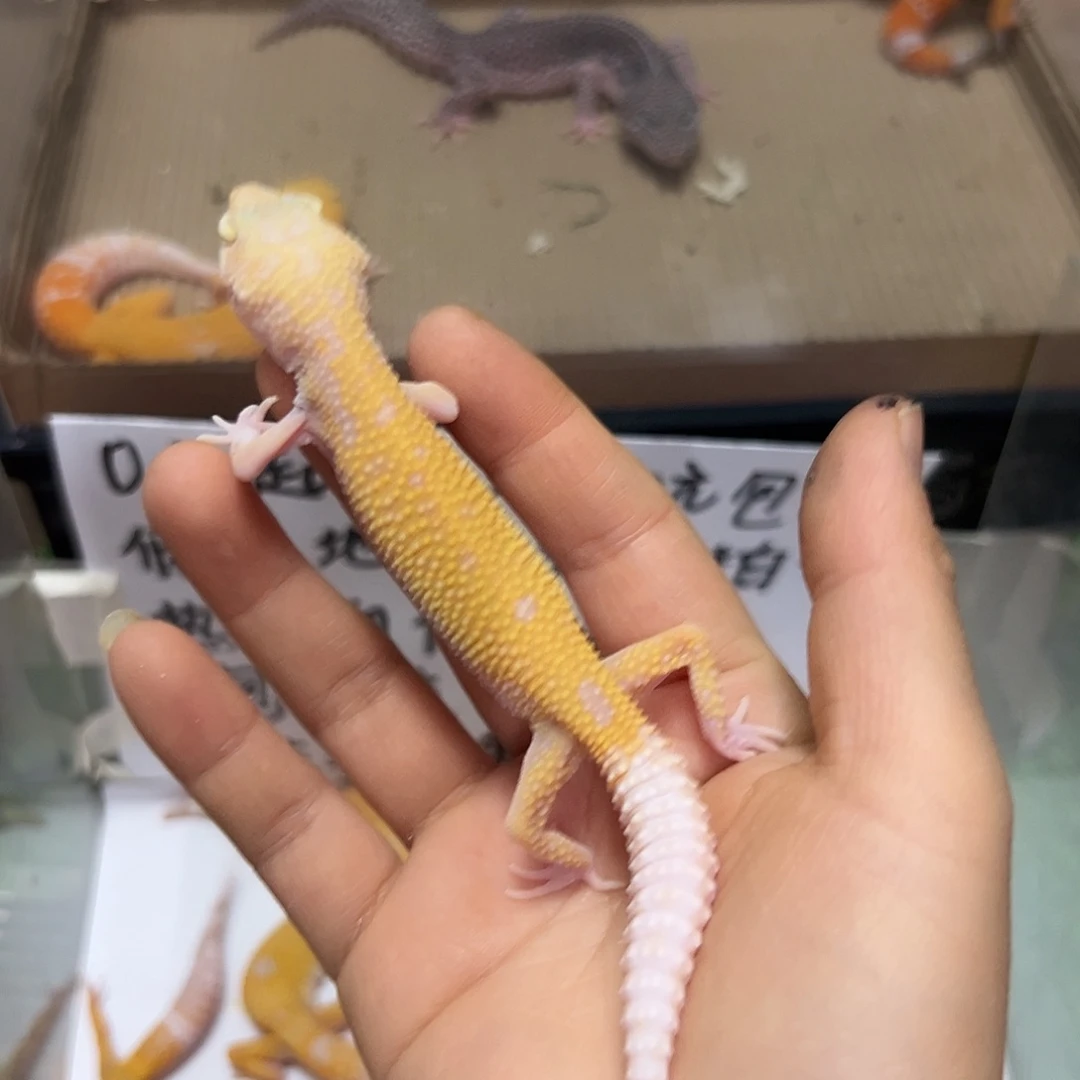 豹纹守宫豹纹守宫