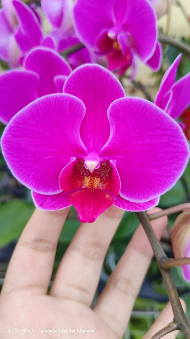 蝴蝶兰 晶钻  带花带花苞