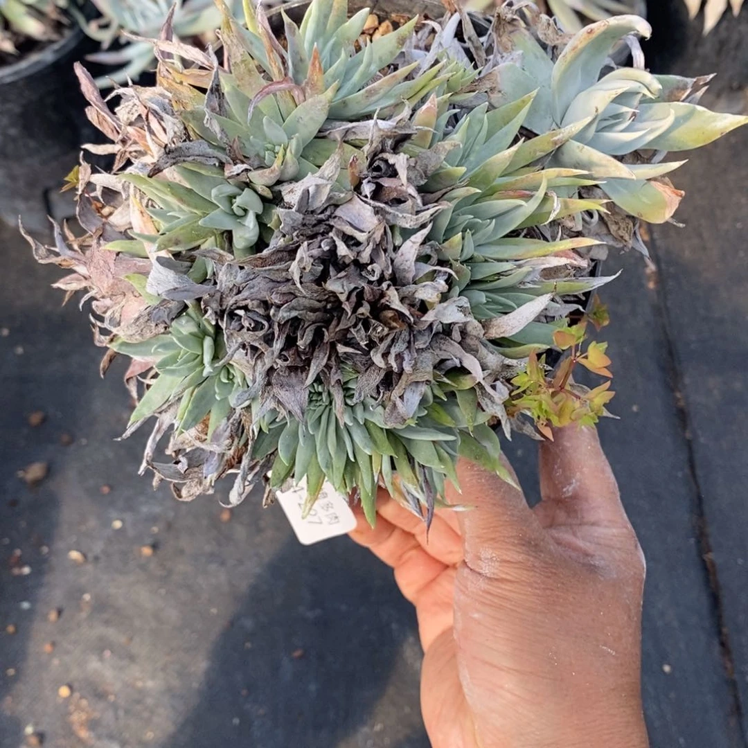 227号缀化粗腿子群多肉