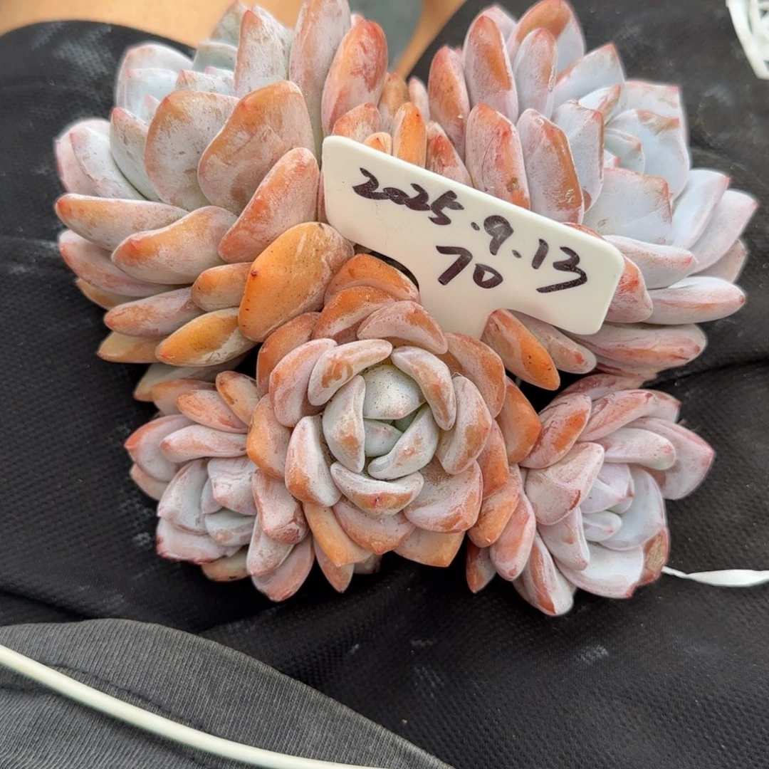 一物一拍奶盖群70