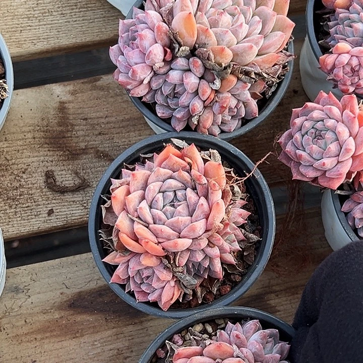 大霜花群        福利多多