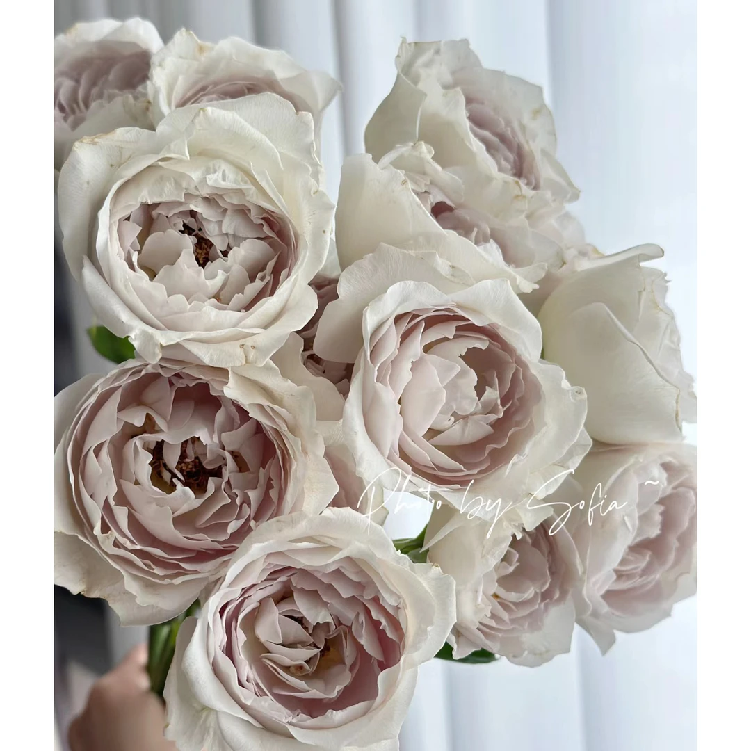 邵掌柜【珍珠牛乳】超稀有多头玫瑰 云南高品质鲜切花，顺丰发货