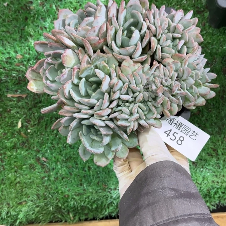 西*458玛瑙缀多肉植物