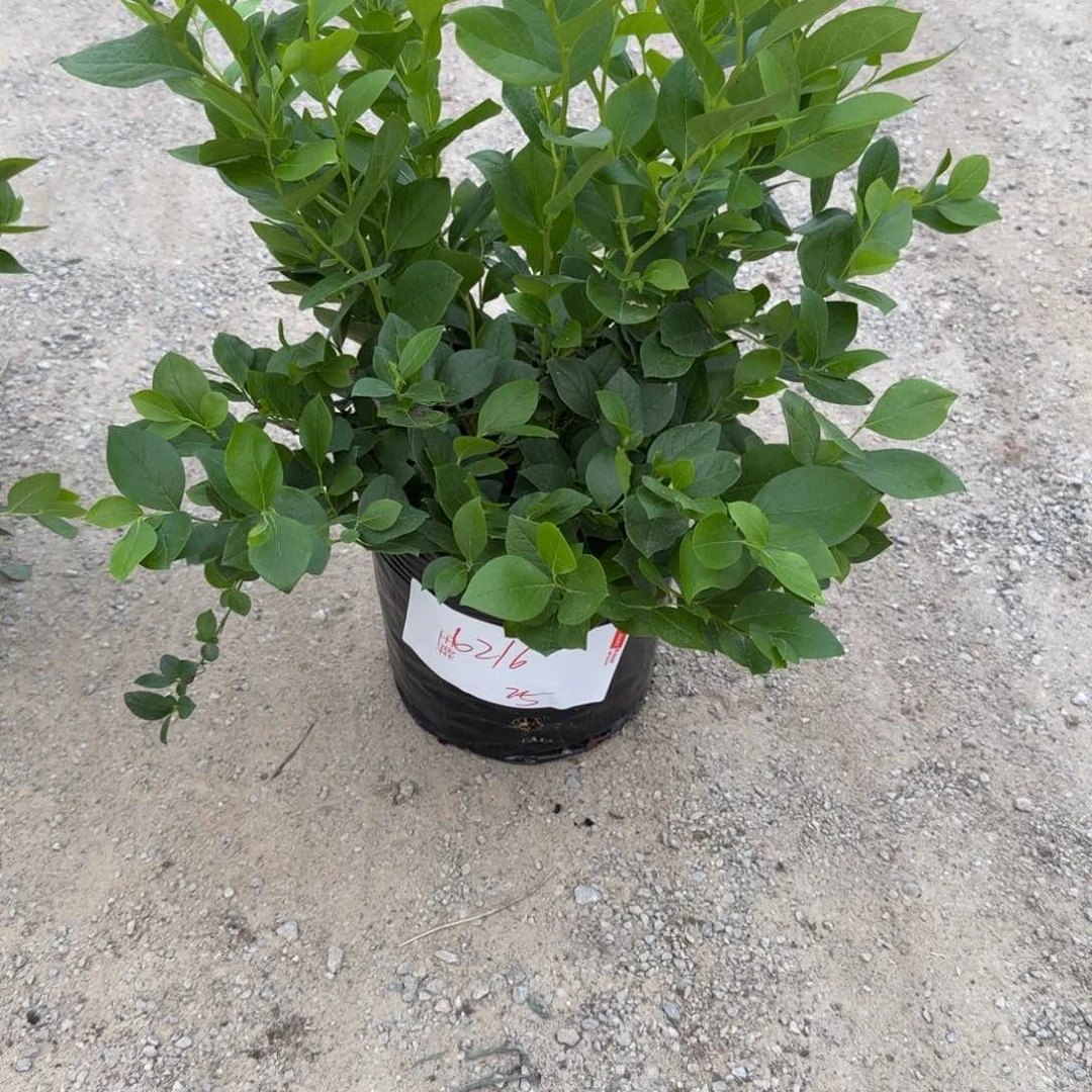 J**.大钵25一物一拍6216