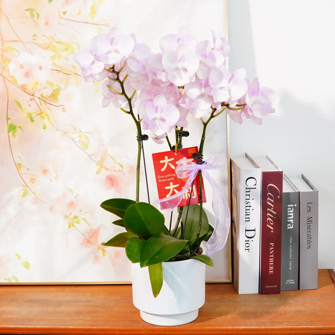 妗画自营【威尼斯】蝴蝶兰鲜花精致组盆 开花株 室内绿植基地直发