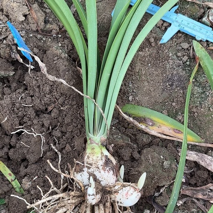 @*星安吉拉有标带土五➕