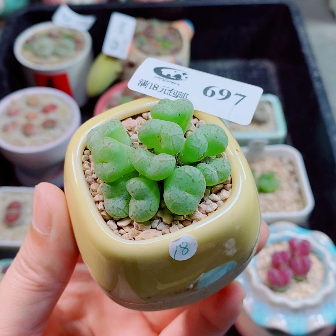生石花花花花花花697