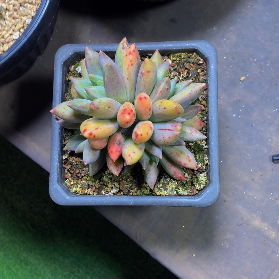 彩体重楼多肉植物
