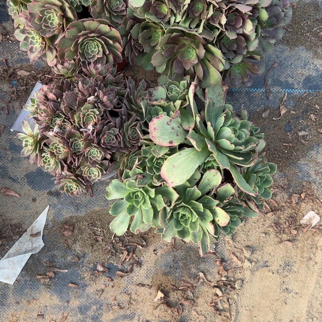 209四颗组合多肉植物法师