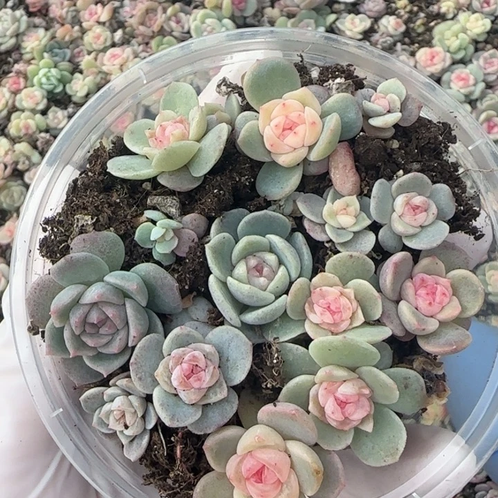 2王者系列多肉一盒