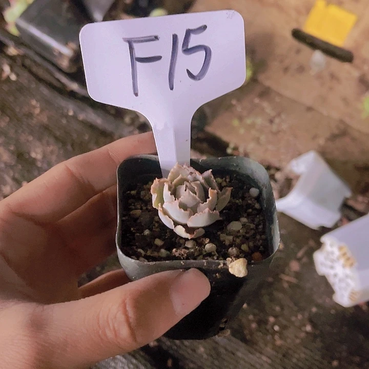 精品F15带盆土发多肉