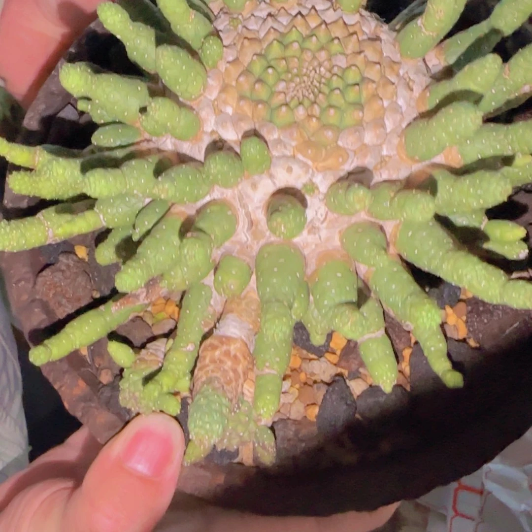 第****鸦块根植物块茎植物