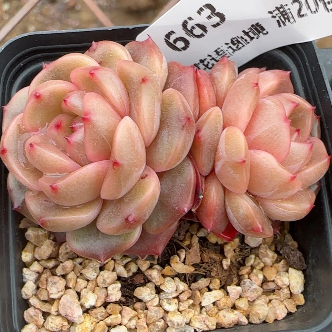 花语逸境0209-663