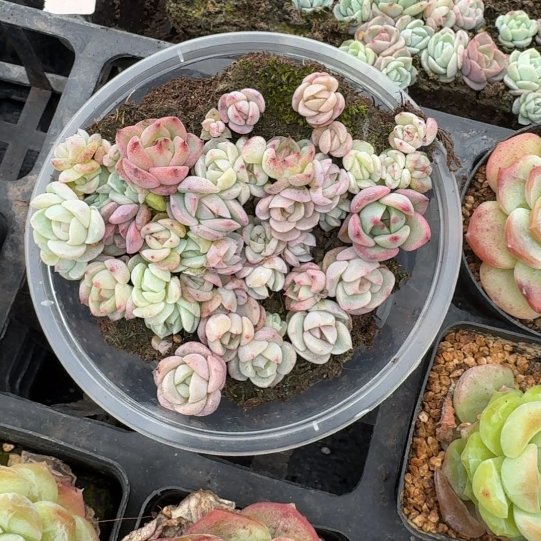 9-37糖心一盒量拍